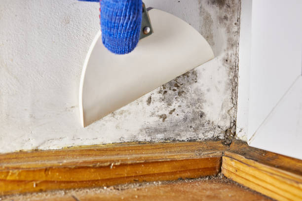 Best Mold Removal for HVAC Installations  in Espaola, NM